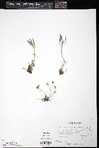 Cardamine purpurea image