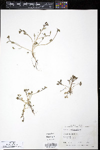 Cochlearia officinalis image