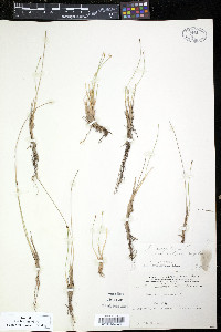 Trichophorum cespitosum image