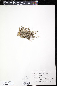 Minuartia macrocarpa image