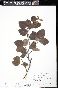 Alnus crispa image