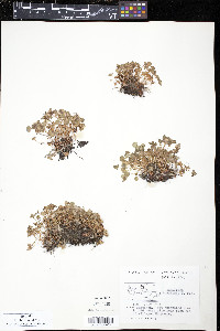 Saxifraga bracteata image