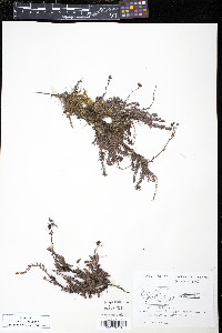 Saxifraga bronchialis image