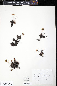 Saxifraga bronchialis image