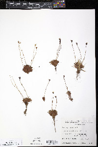 Saxifraga cespitosa image