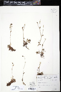 Saxifraga cespitosa image