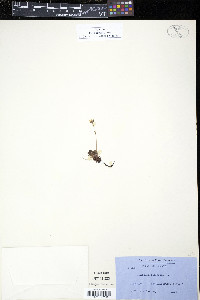 Saxifraga cespitosa image