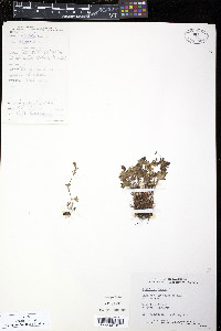 Saxifraga cernua image