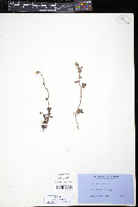 Saxifraga cernua image