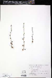 Saxifraga cernua image