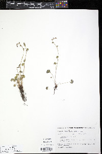 Saxifraga cernua image