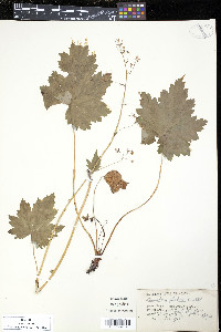 Heuchera glabra image