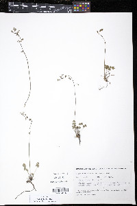 Thalictrum alpinum image