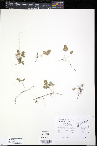 Thalictrum alpinum image