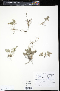 Thalictrum alpinum image