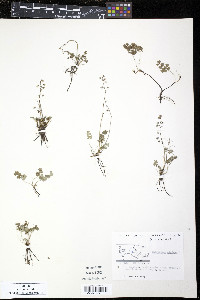 Thalictrum alpinum image