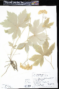 Trautvetteria caroliniensis image