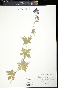 Aconitum columbianum image