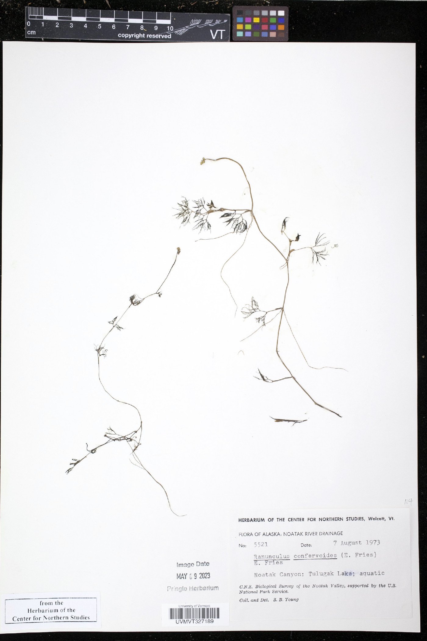 Ranunculus trichophyllus var. eradicatus image