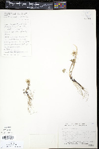 Ranunculus nivalis image