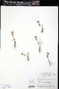 Ranunculus nivalis image