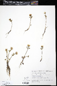 Ranunculus nivalis image