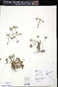 Ranunculus pygmaeus image