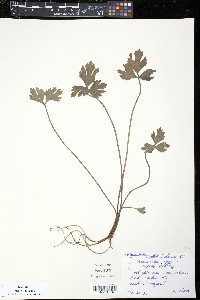 Ranunculus repens image