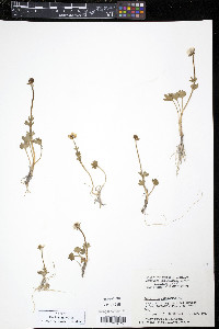 Ranunculus sulphureus image