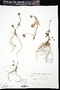 Ranunculus sulphureus image