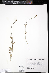 Ranunculus sulphureus image