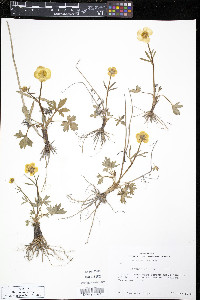 Ranunculus turneri image