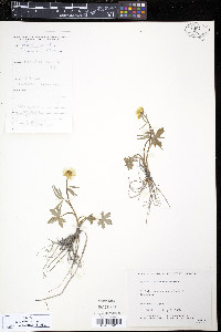 Ranunculus turneri image