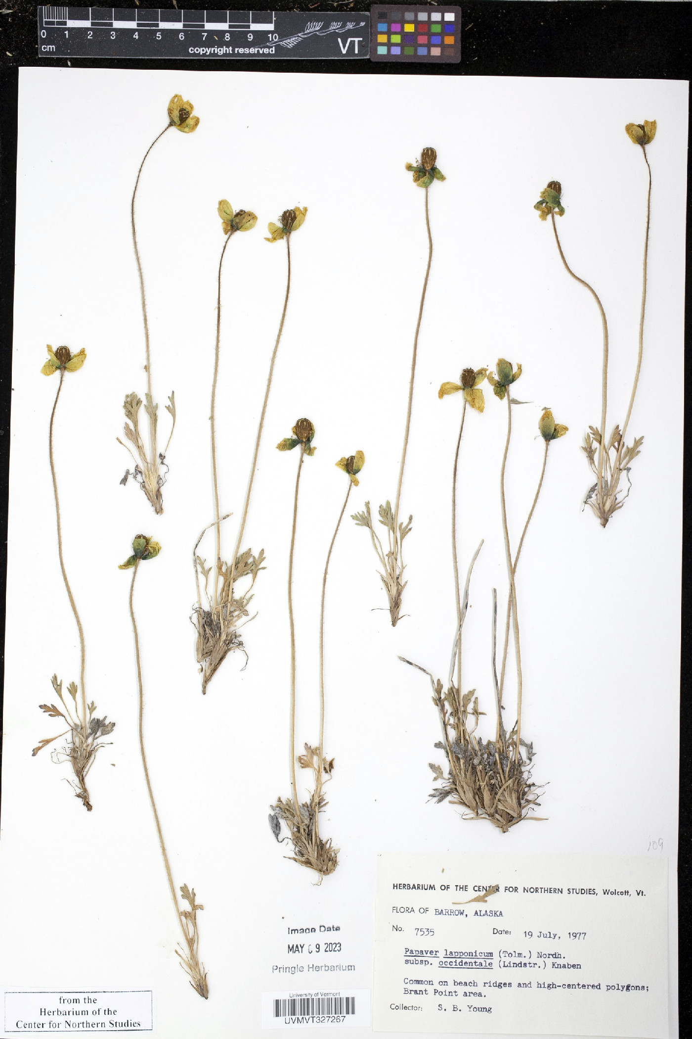 Papaver lapponicum subsp. occidentale image