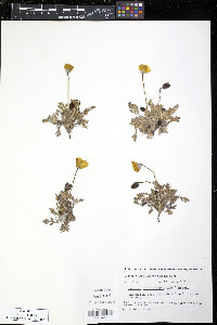 Papaver lapponicum image