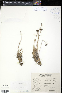 Papaver radicatum image