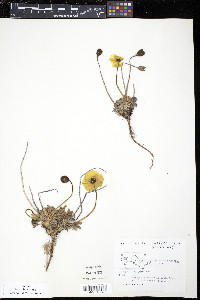 Papaver radicatum image