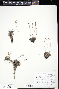 Papaver walpolei image