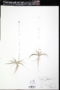 Eriocaulon septangulare image