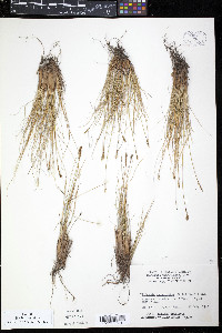 Kobresia myosuroides image