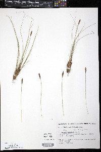 Kobresia sibirica image