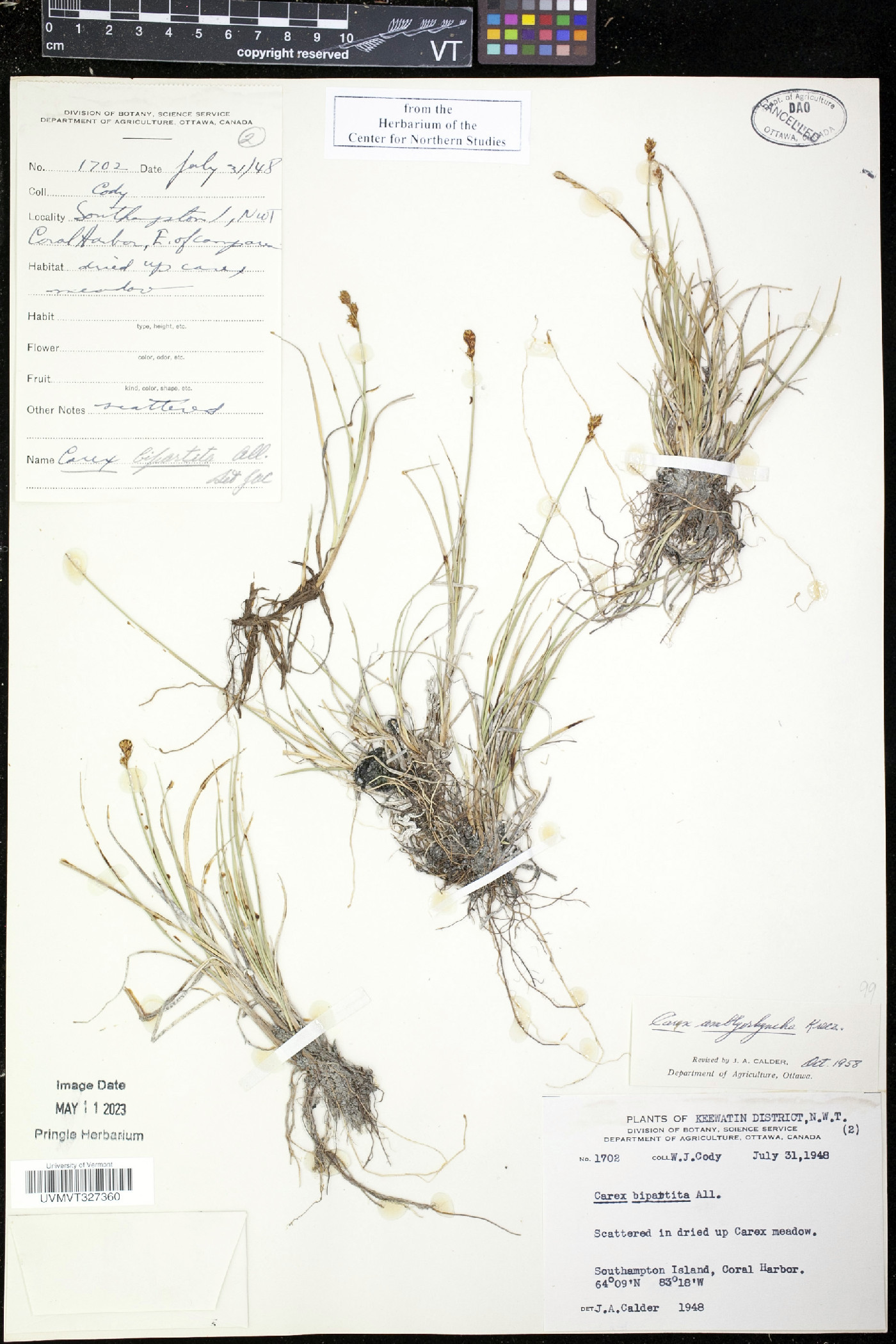 Carex amblyorhyncha image