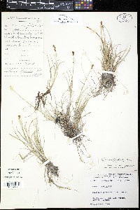 Carex amblyorhyncha image