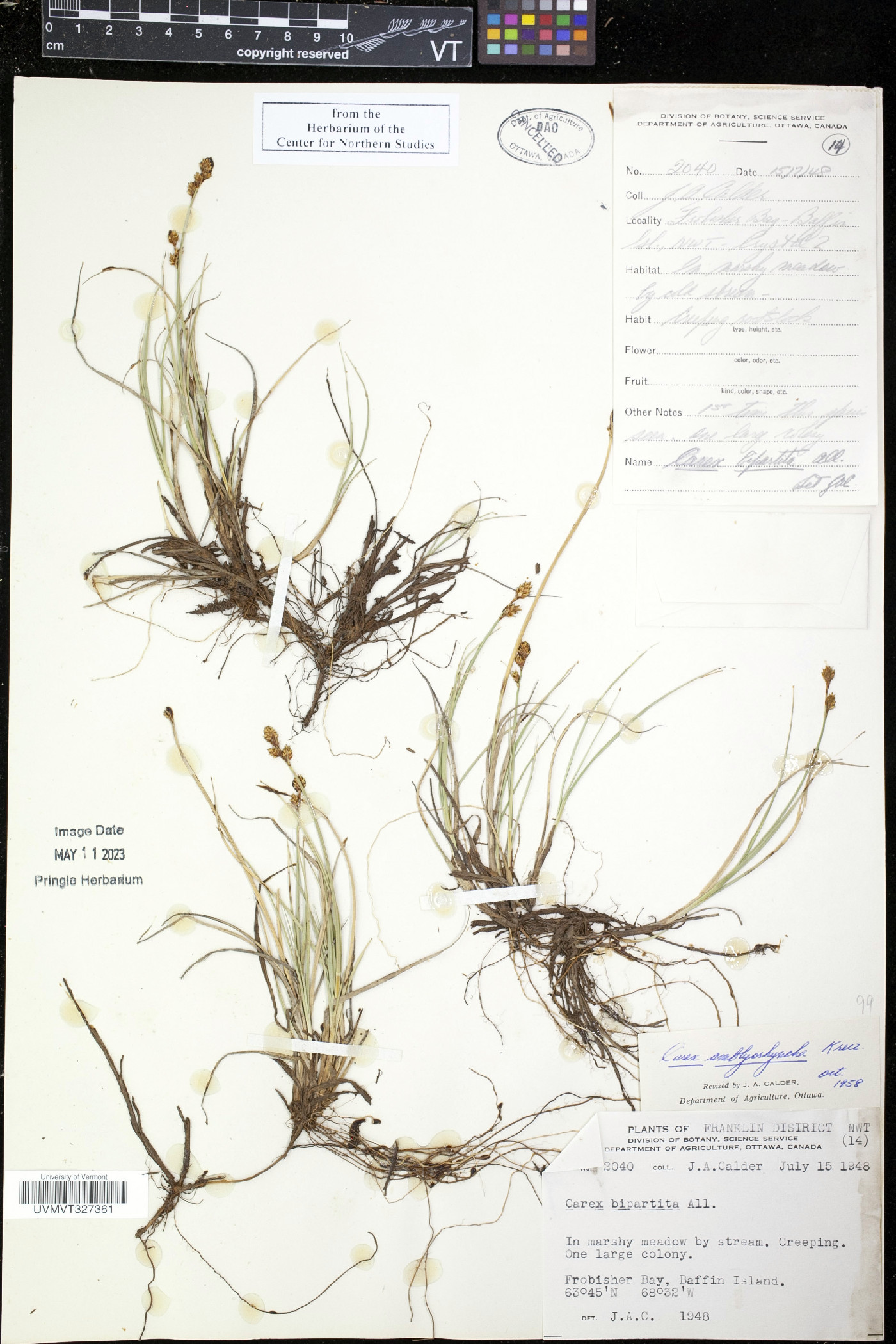 Carex amblyorhyncha image