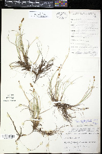Image of Carex amblyorhyncha