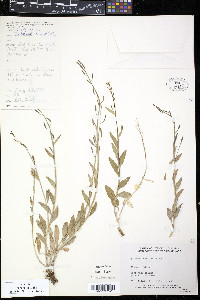 Eutrema edwardsii image