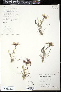 Parrya nudicaulis image