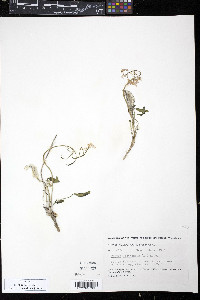 Parrya nudicaulis image