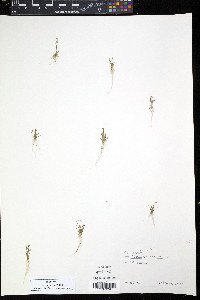 Subularia aquatica image