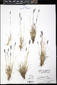 Festuca baffinensis image